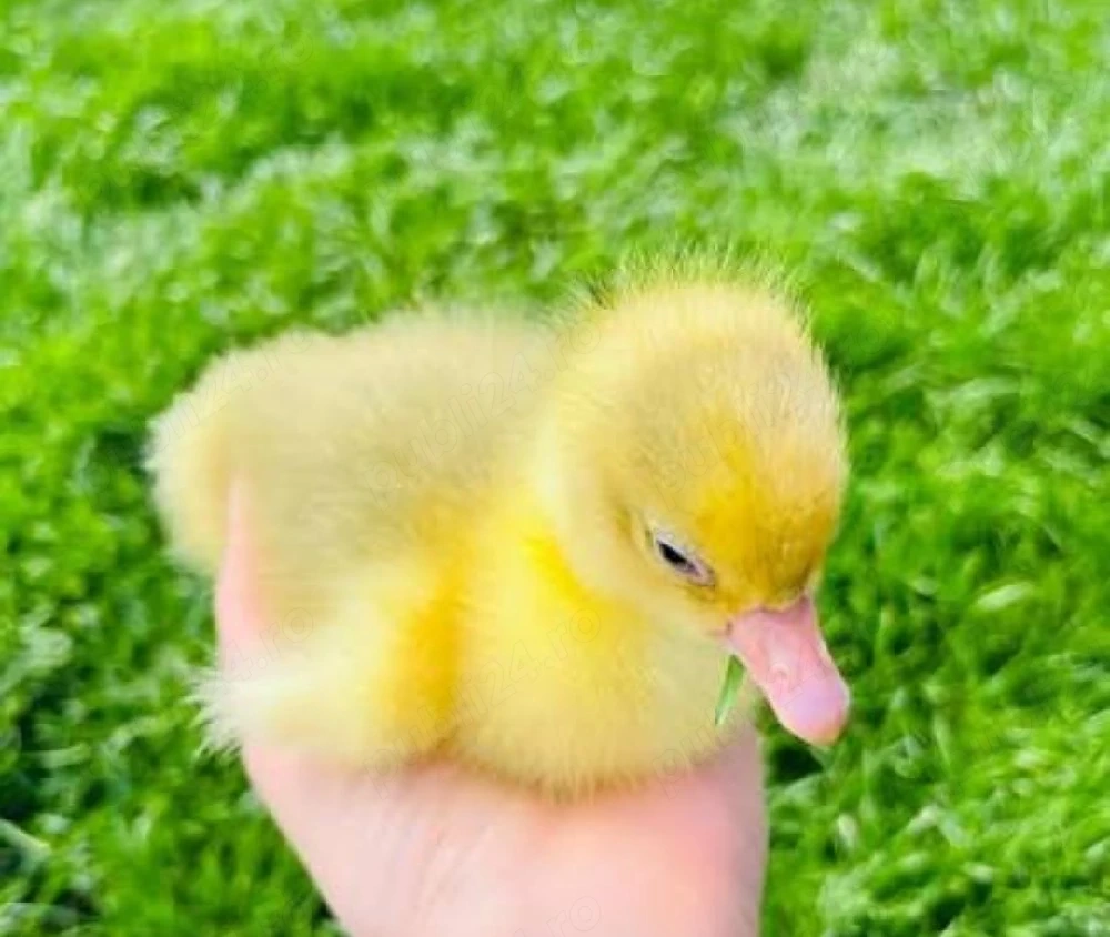 Boboci de gasca Chinezească