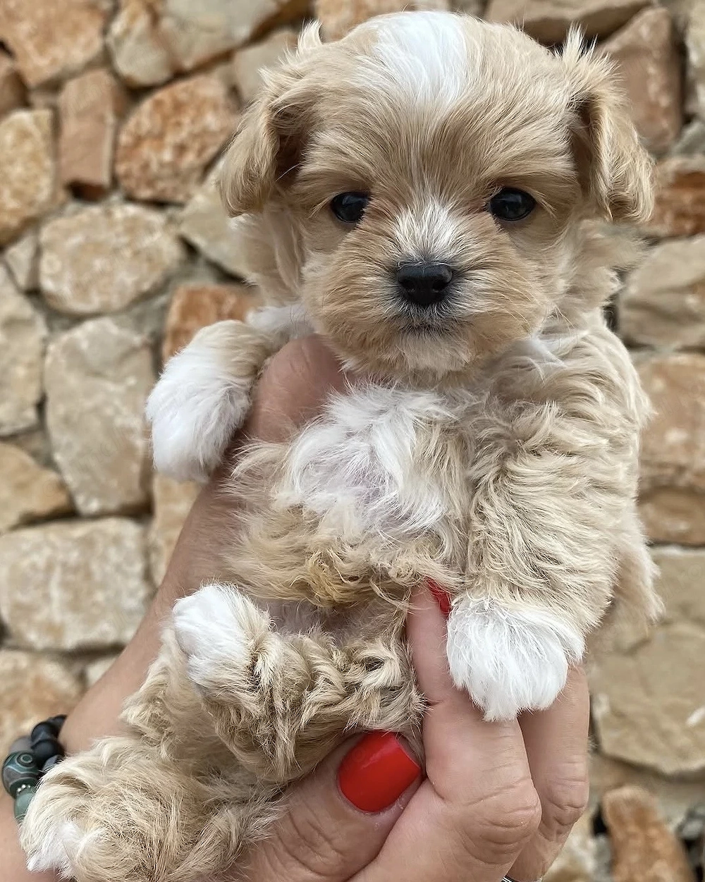 Maltipoo fetiță și băiețel 