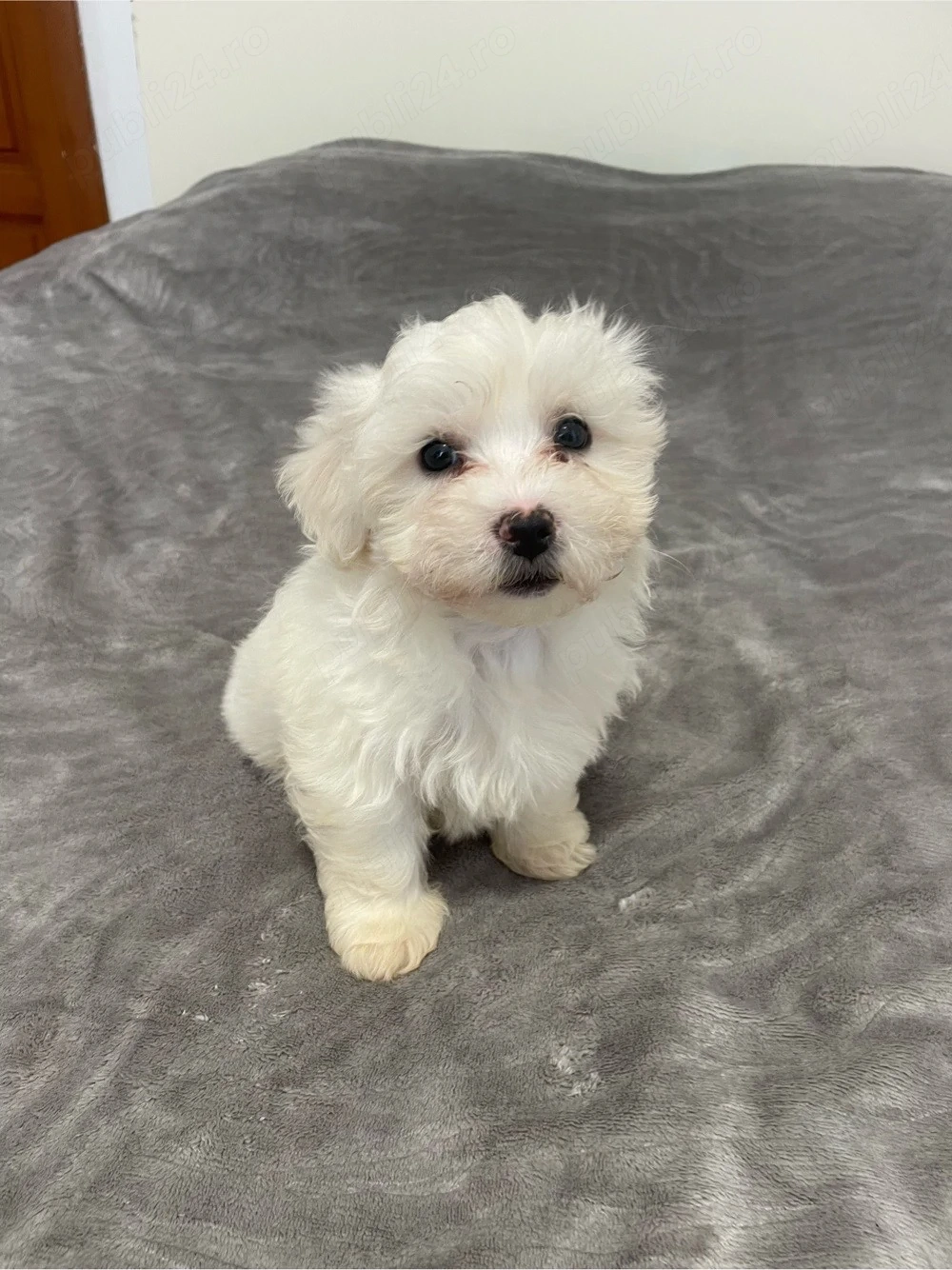 Bichonica iubitoare isi cauta familie responsabila