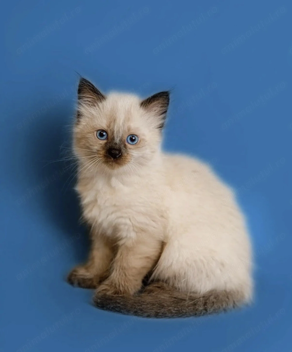 Ragdoll superbi 1200 lei