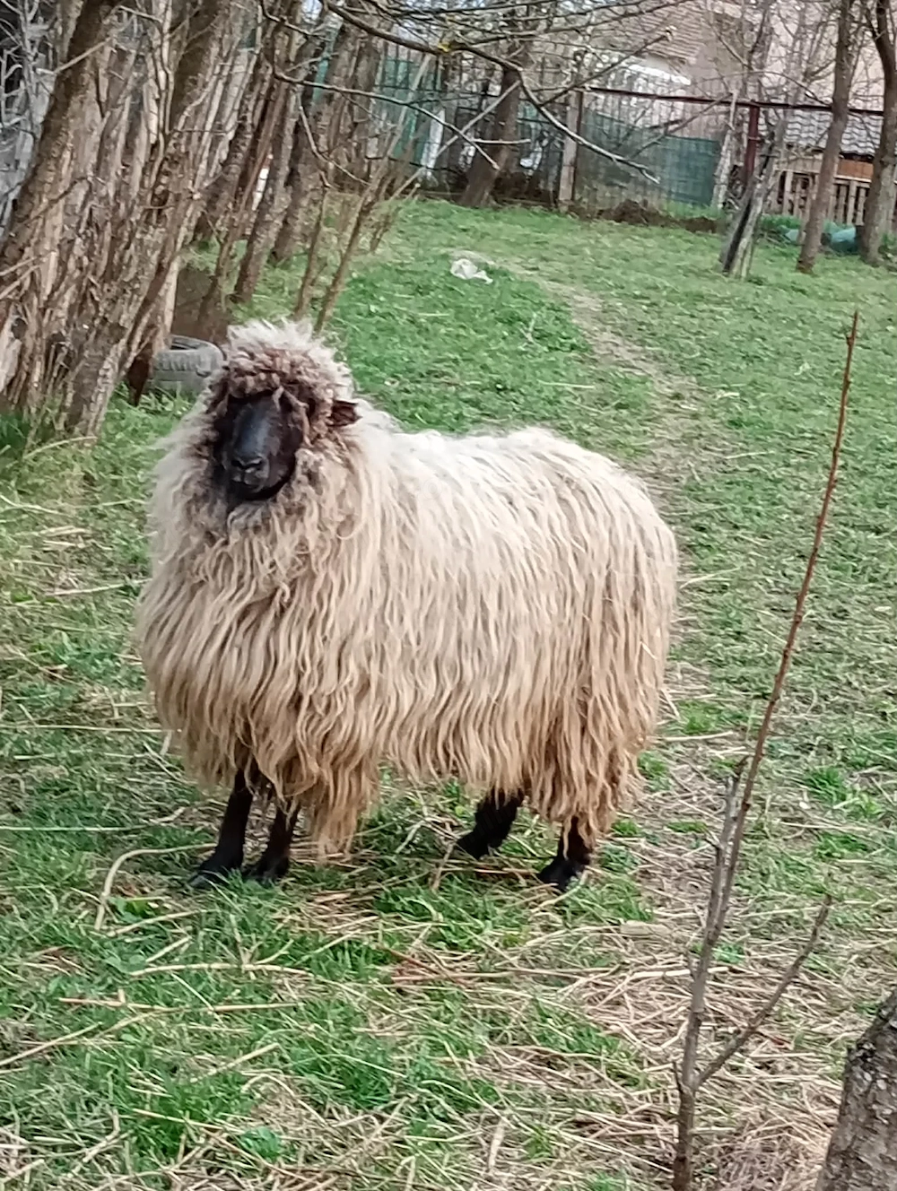 Oaie fătată o singura data foarte buna 