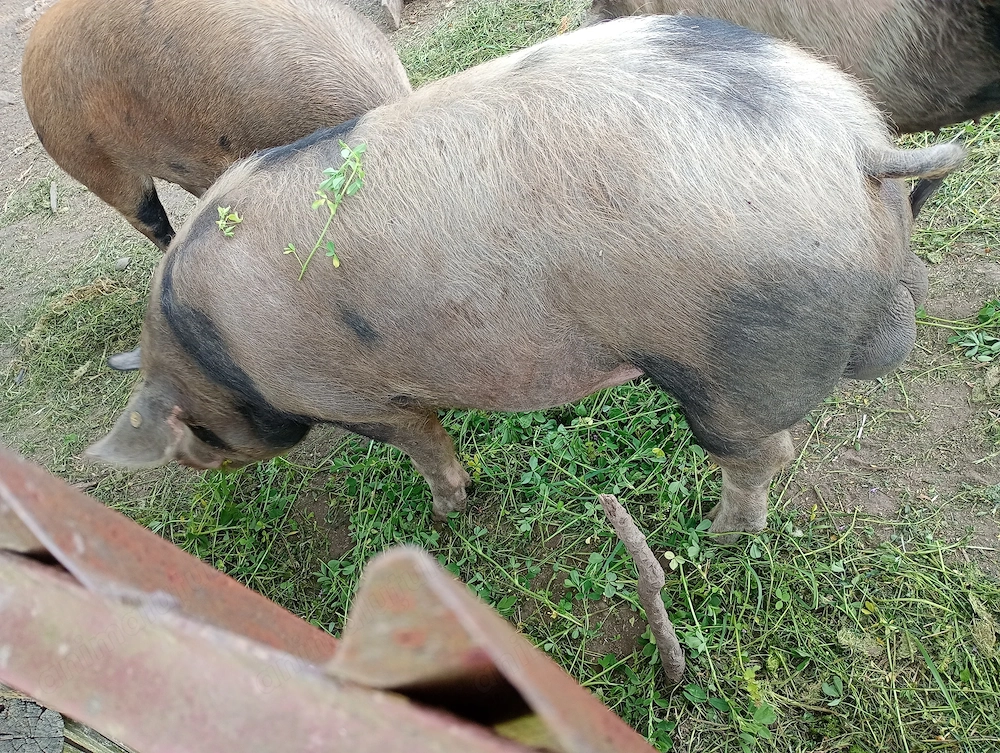 Vier disponibil pt monta sau de vânzare 