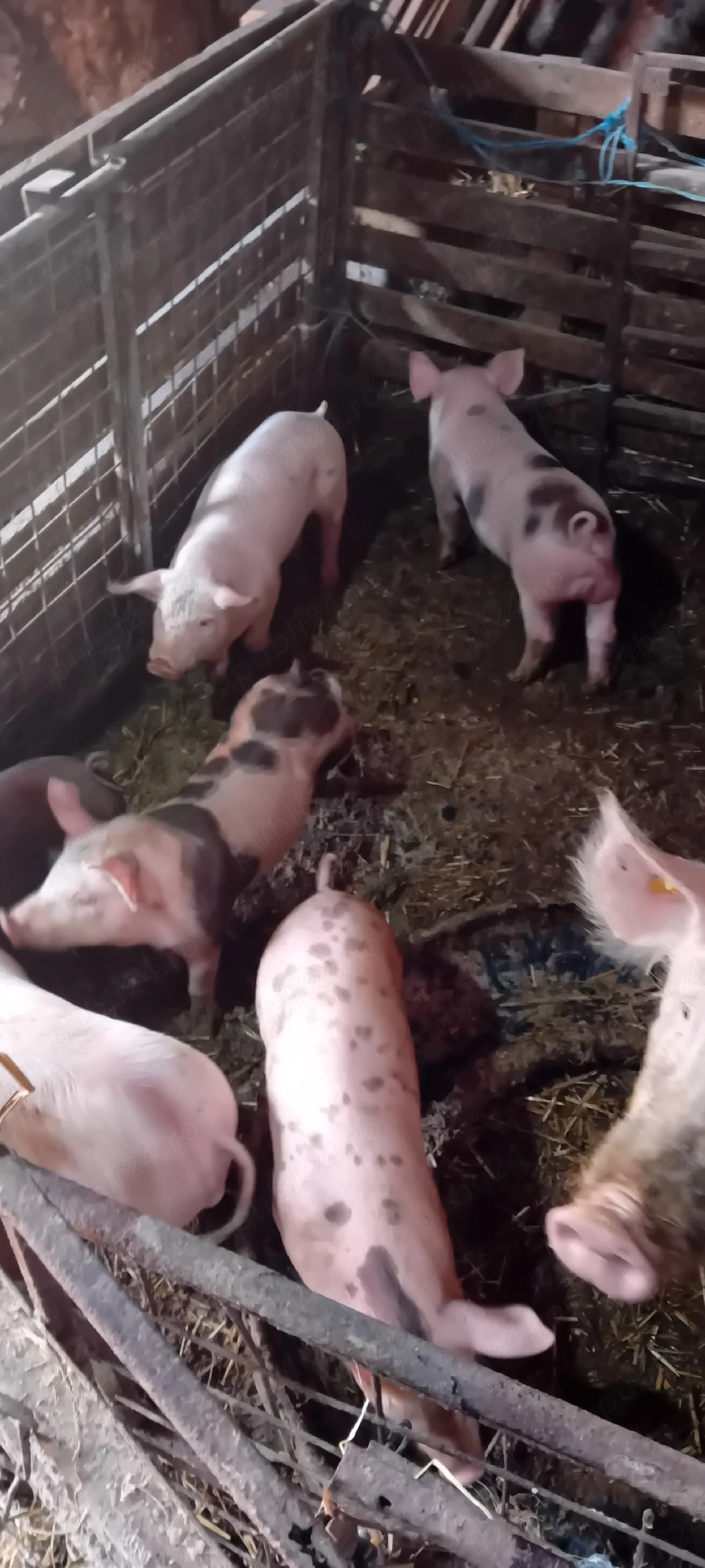 vând purcei de carne