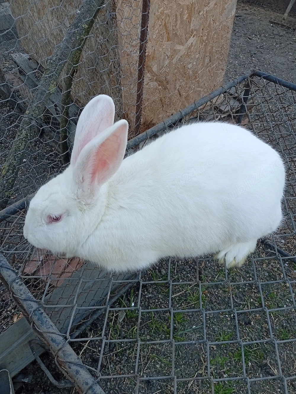 Vând mascul de Panon 