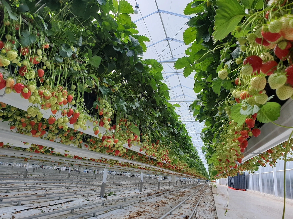 Munca Anglia la fructe moi - căpșuni, mure, afine. Settled sau PreSettled Status necesar!