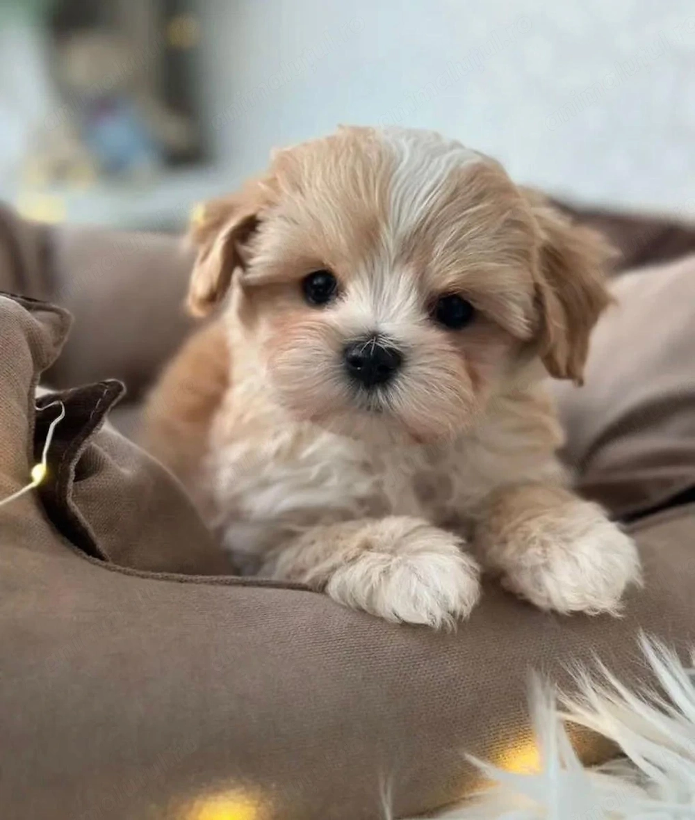 Maltipoo fată și baiat