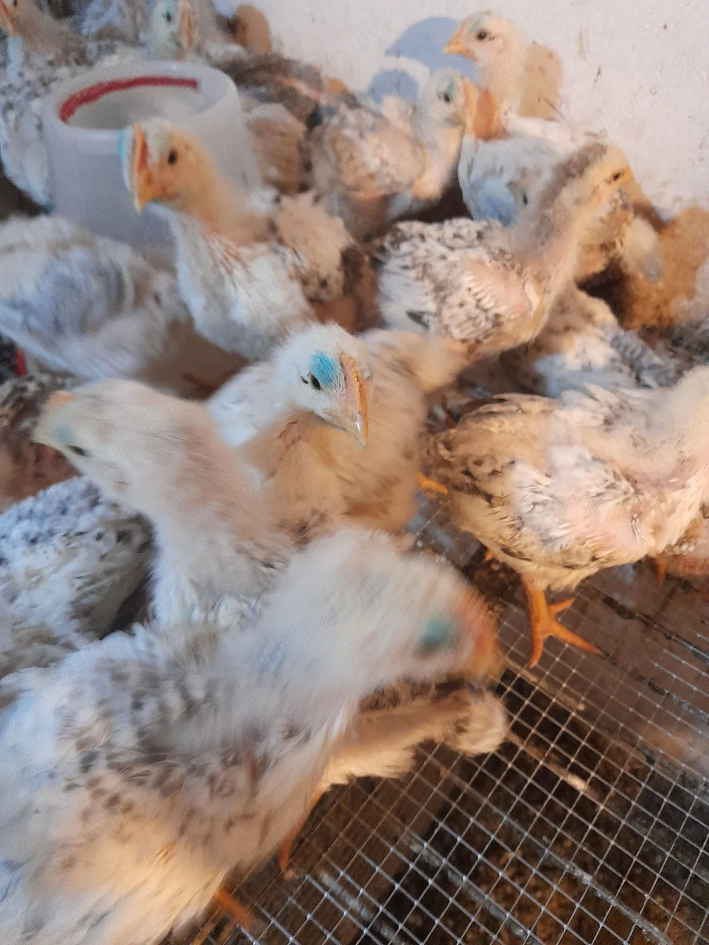 crescător vind pui kabir și Monaco 