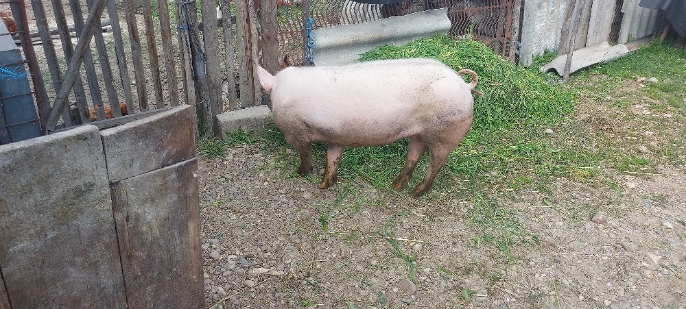 vînd ce se vede 