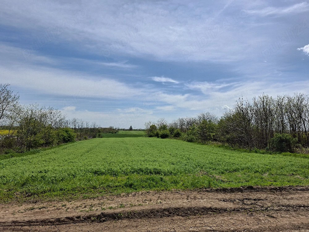 Vând teren în Frumușani