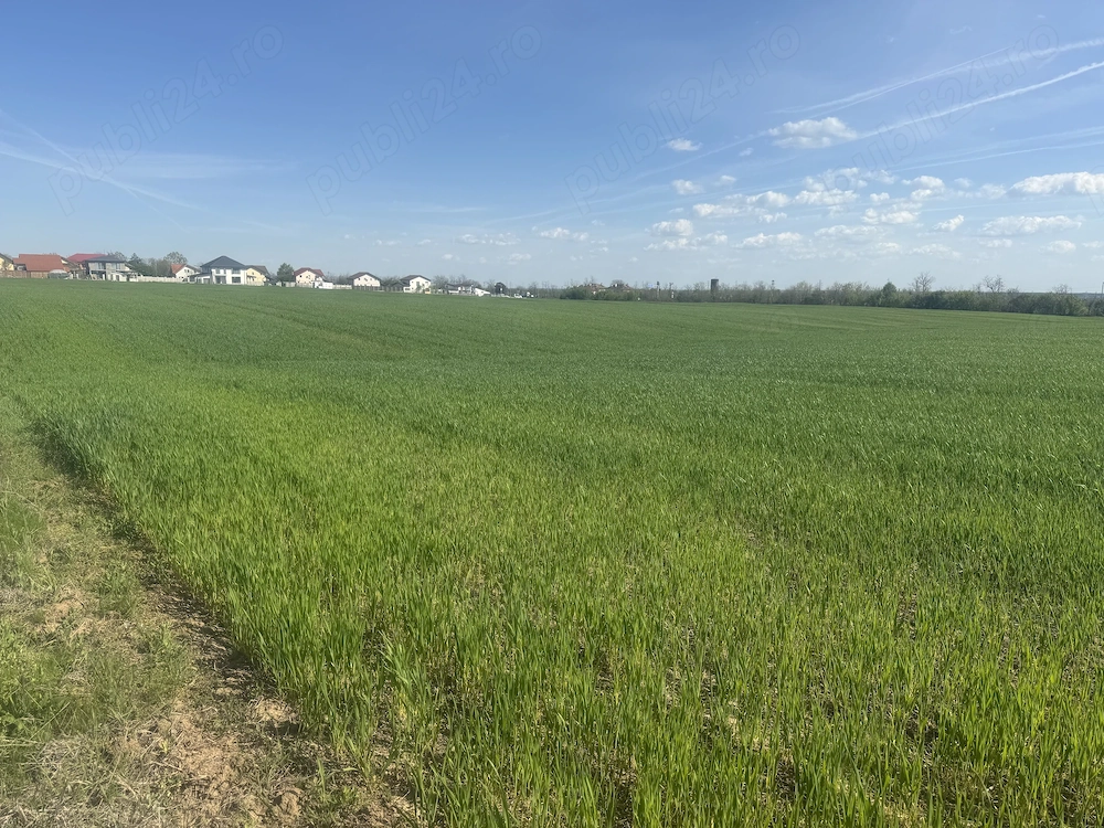 Pământ intravilan 5000 m2 zona chitorani