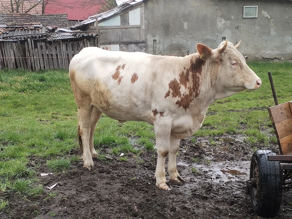 Vaca de 2 ani 