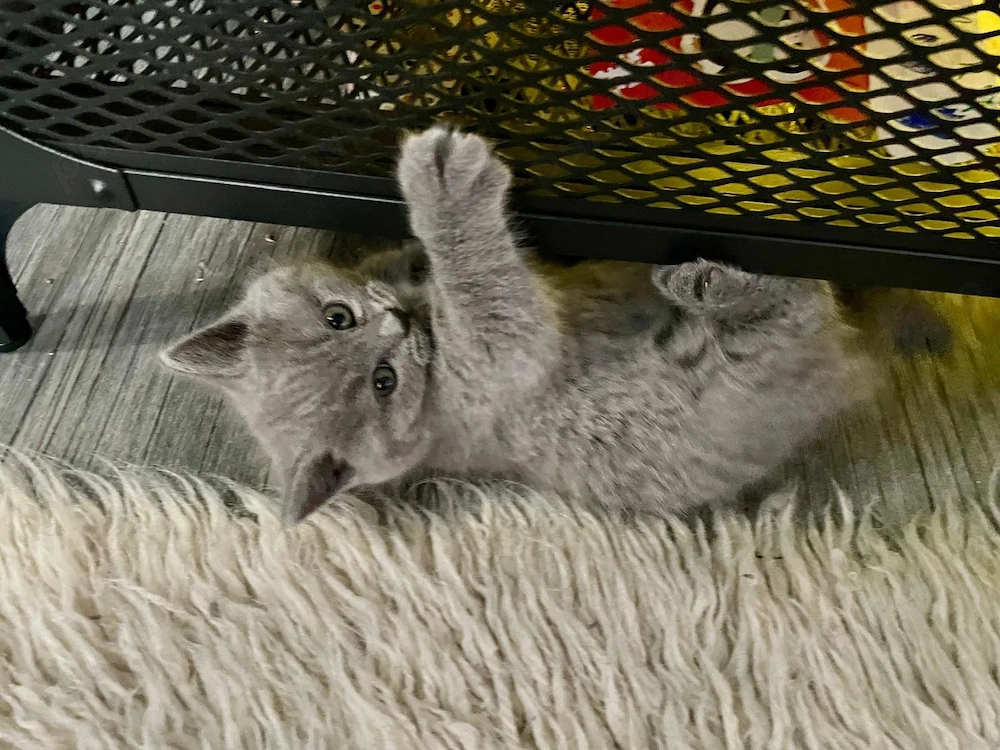 Pui de British Shorthair & Longhair