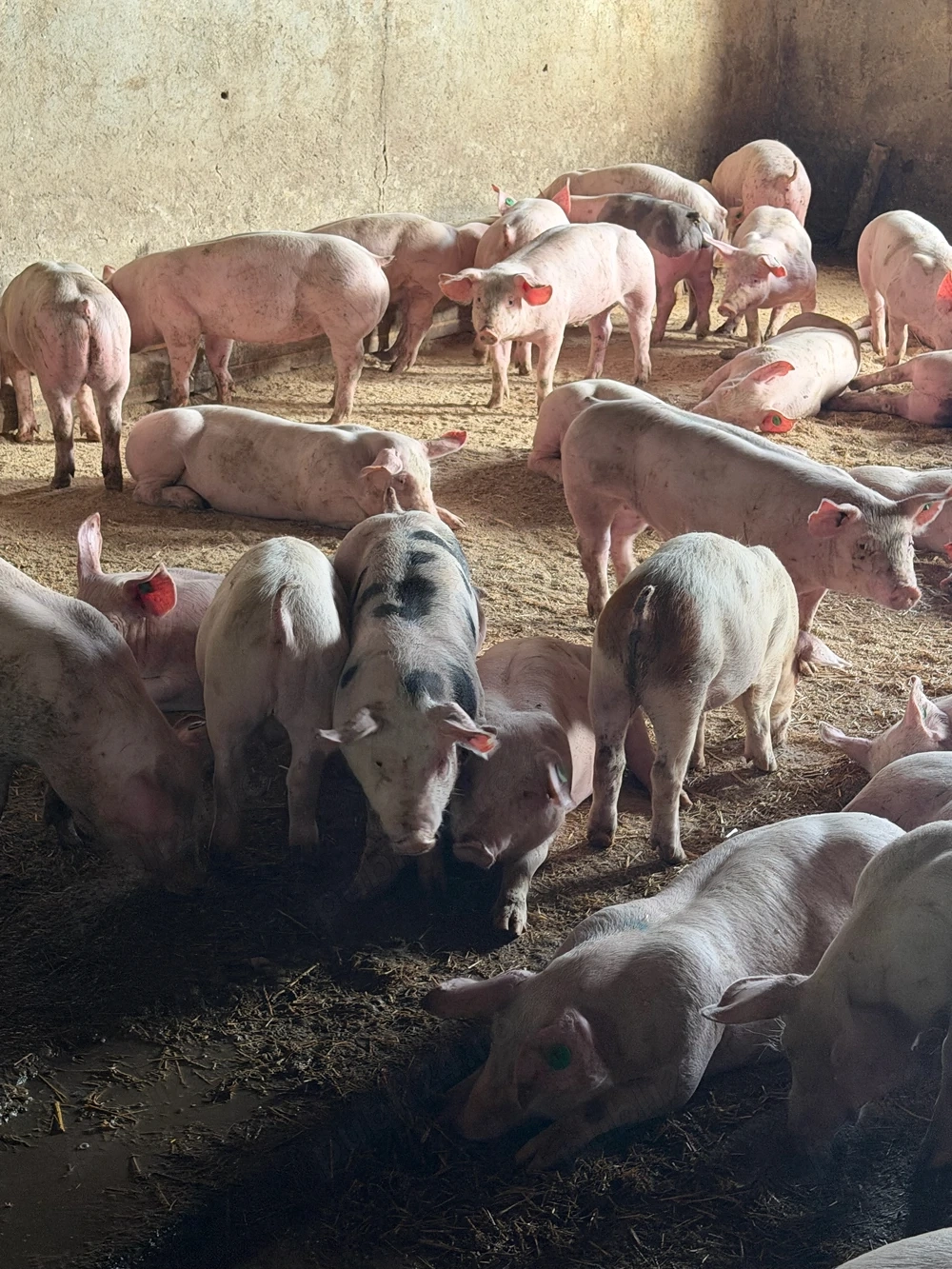 purcei rasa de carne 