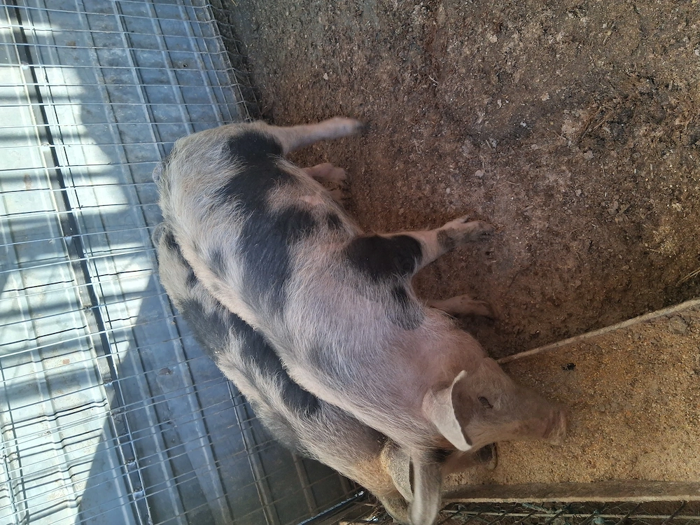 2 scrofite de vanzare 