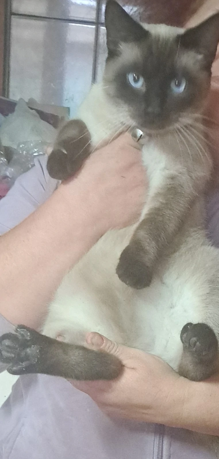 Motan siamez  de rasa 