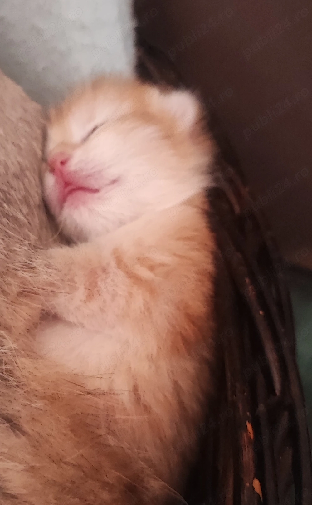 Pisici British shorthair 