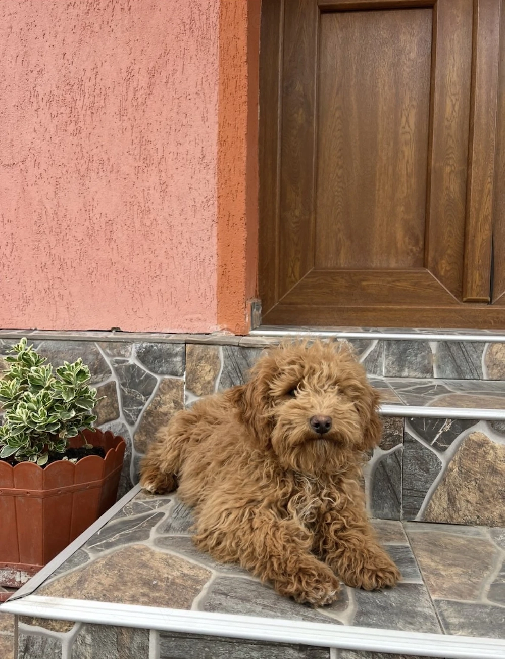 Vând cățeluș Pudel red 