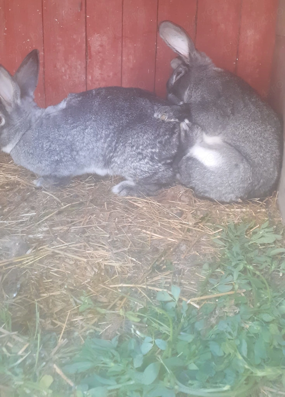 Mascul chinchila 