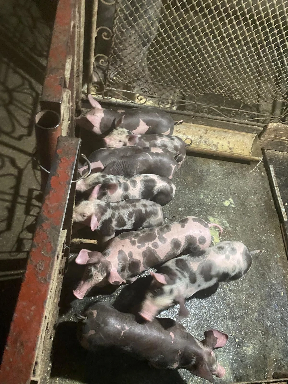 vind purcei 7 saptamini pietrain belgian  