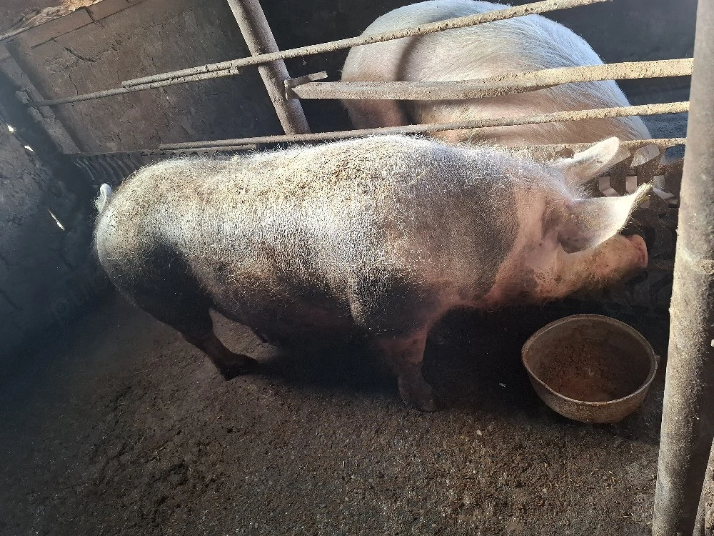 porci de vinzare.