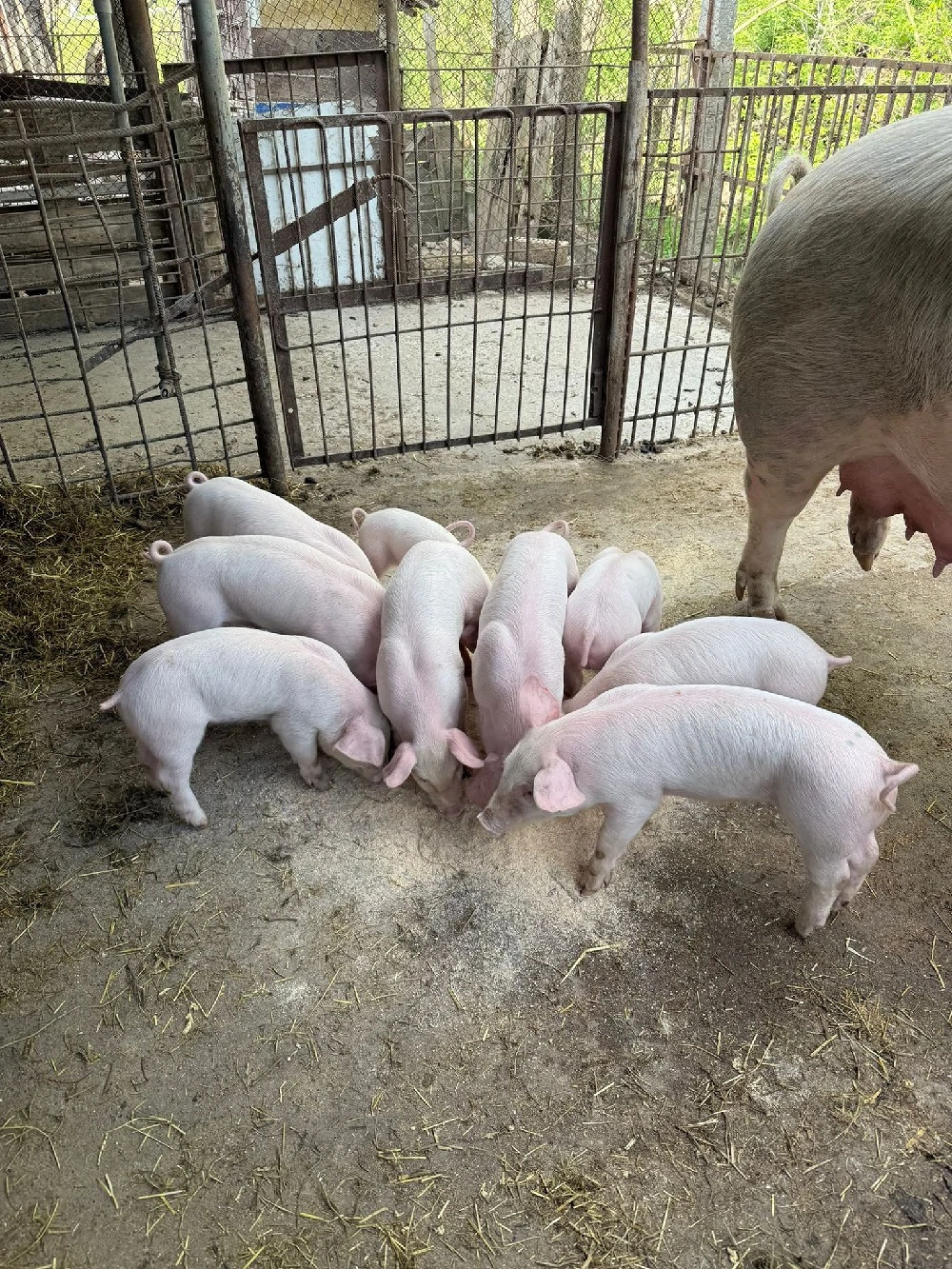 purcei de vinzare  au sase săptămini