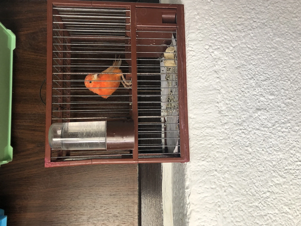 Canar mascul cu colivie 