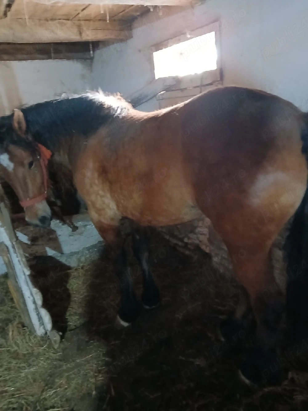 Vând mânză de 2 ani, 2100 euro negociabil 