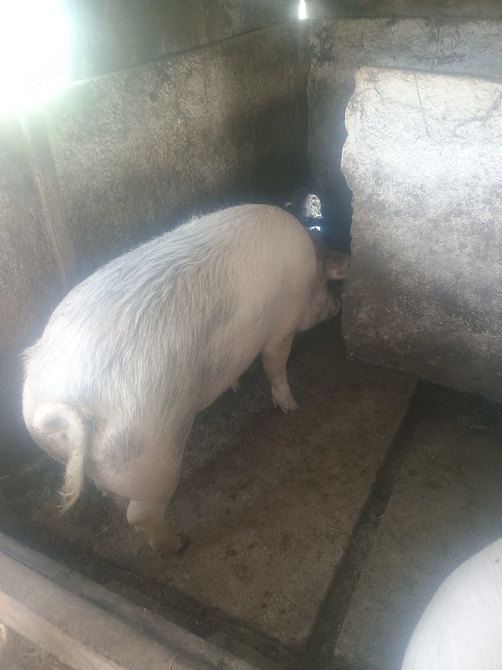 Porci de vanzare 12lei kg negociabil 