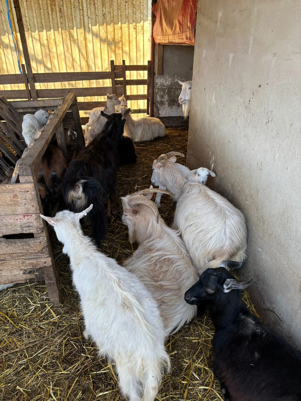  25 de capre de vanzare cu iezi 