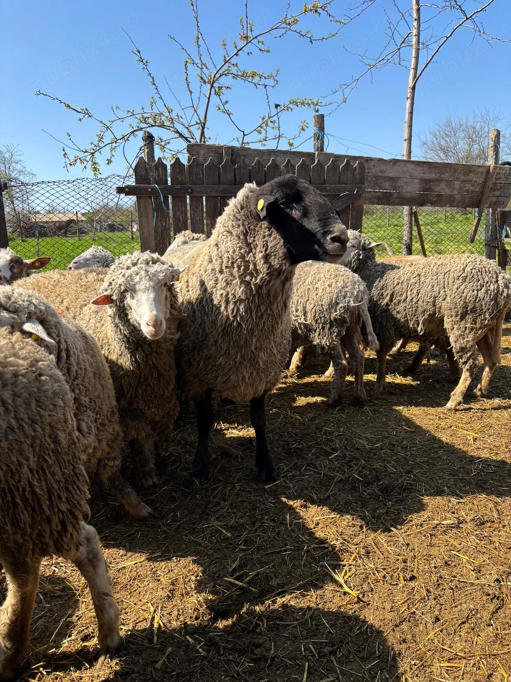 Vând berbec suforg 140kg 