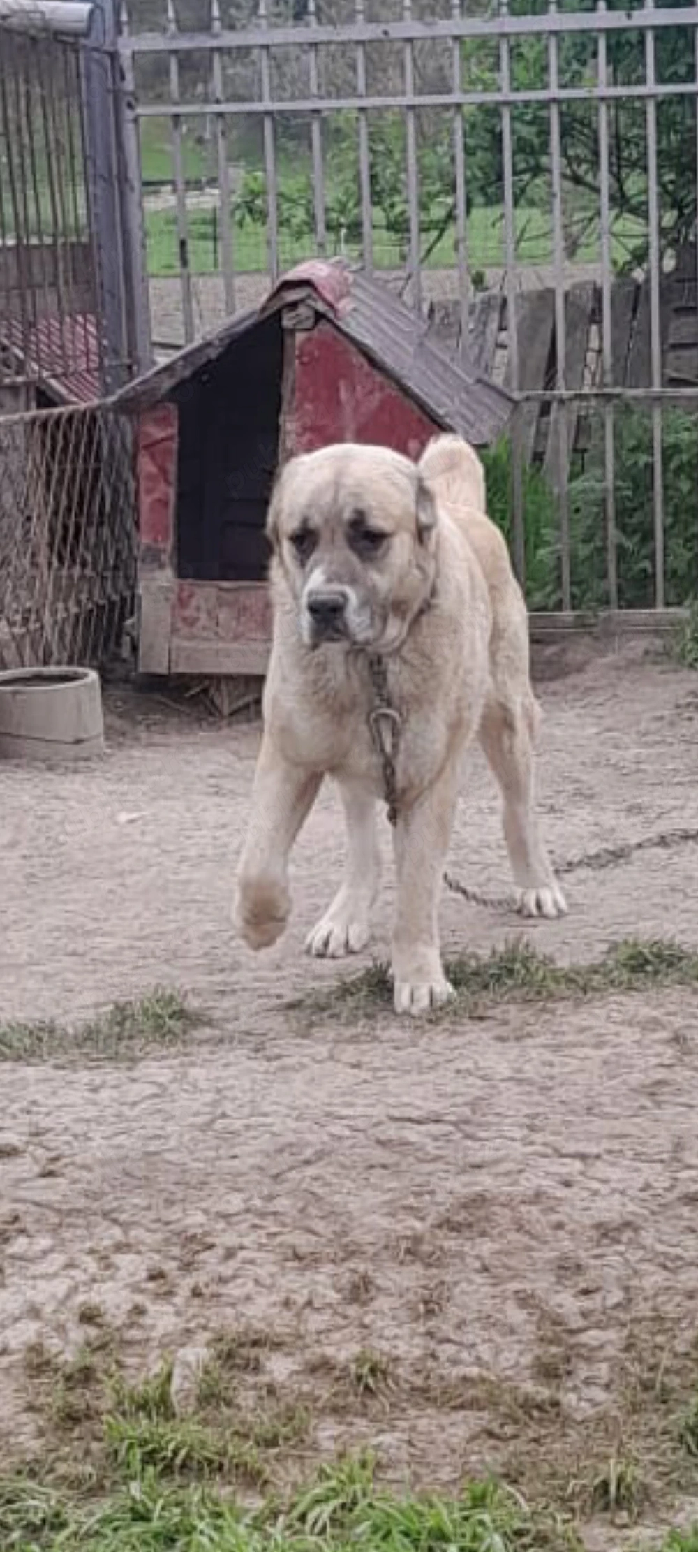 Vând mascul asia centrala