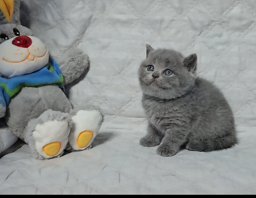 British shorthair din felisa autorizata