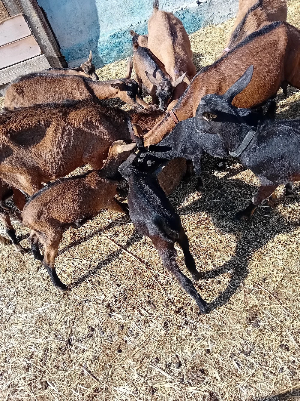 vand sau schimb tapisori de rasa. fără coarne genetic 