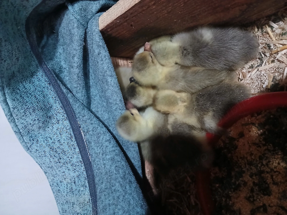 Vând boboci de gasca