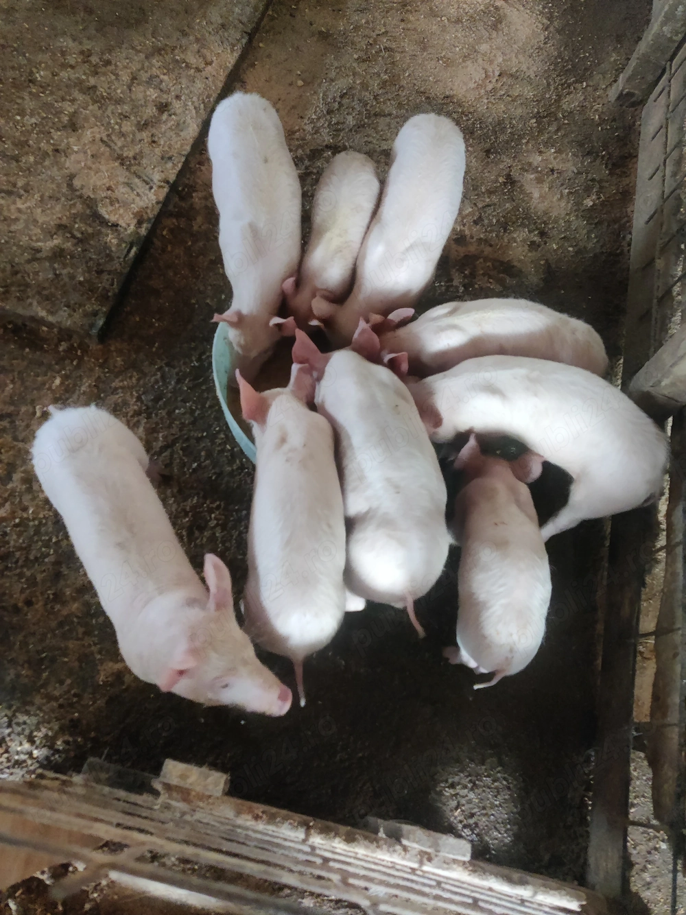 Vând șoldani Serano cu pietrean alb , mangalița și mangalița cu bazna