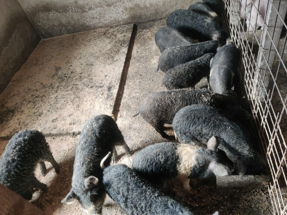 Vând șoldani vaccinați Serrano, mangalița, bazna 
