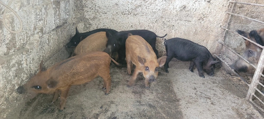 Purcei Metis Mangalită cu Mistreț 