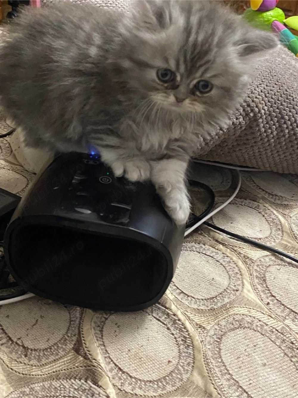 Persana motanel 6 sapt superb 