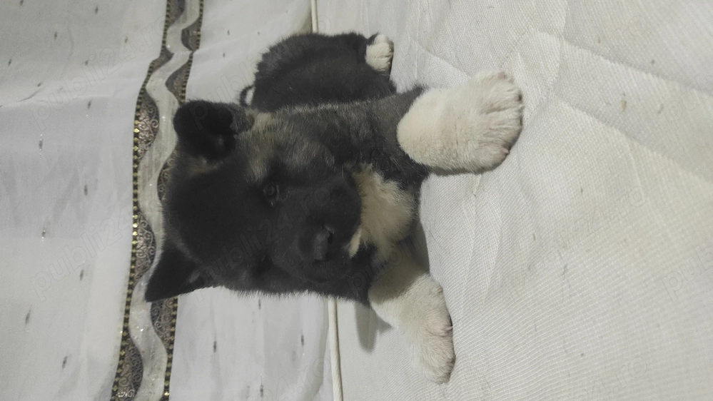 Akita american. 