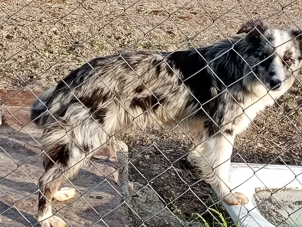 vind femela border collie 