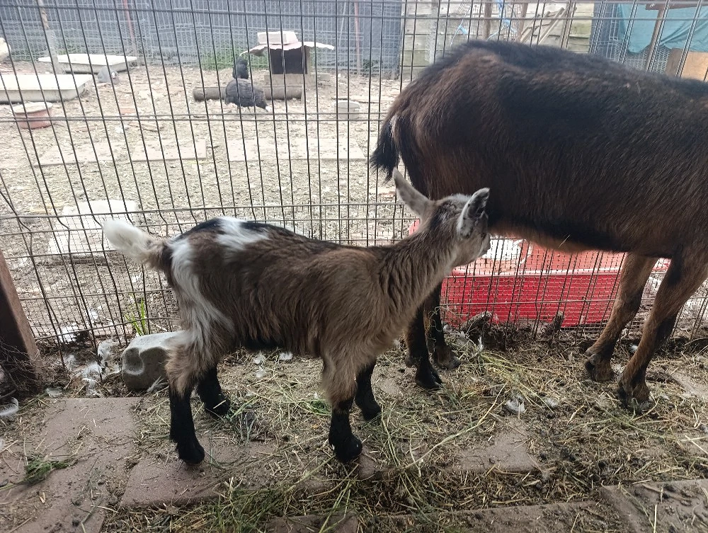 Capră Alpine Francez 