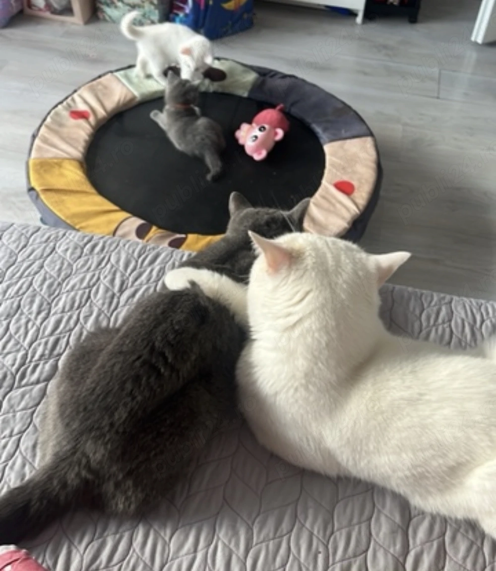 British shorthair blue  & british shorthair white