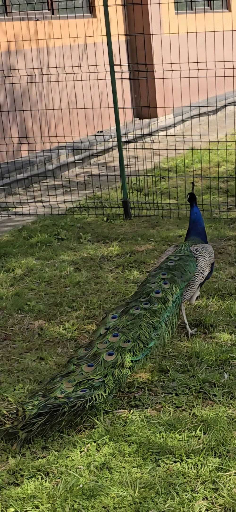 Vând păuni   pereche 