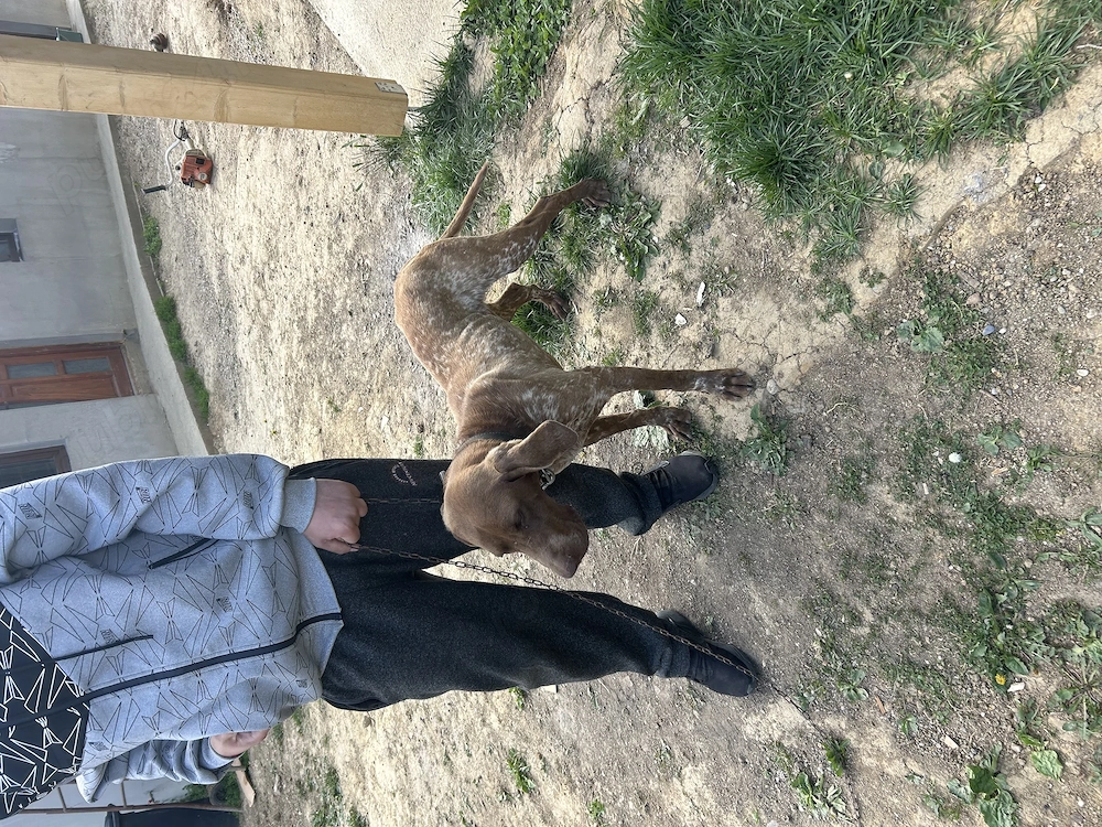 Caine brac german dv