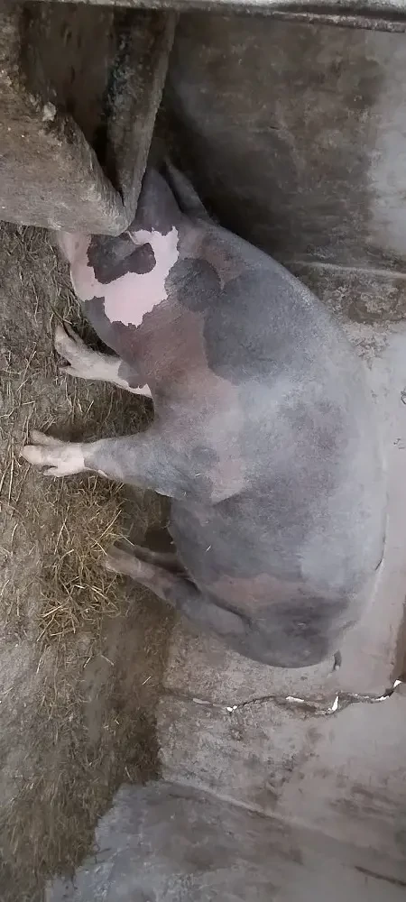 porc castrat 150 kg 2500