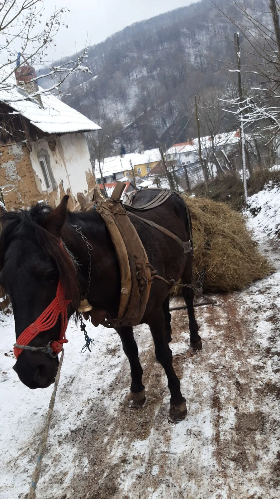 De vinzare un armasar de 5 ani garantat la or ce 