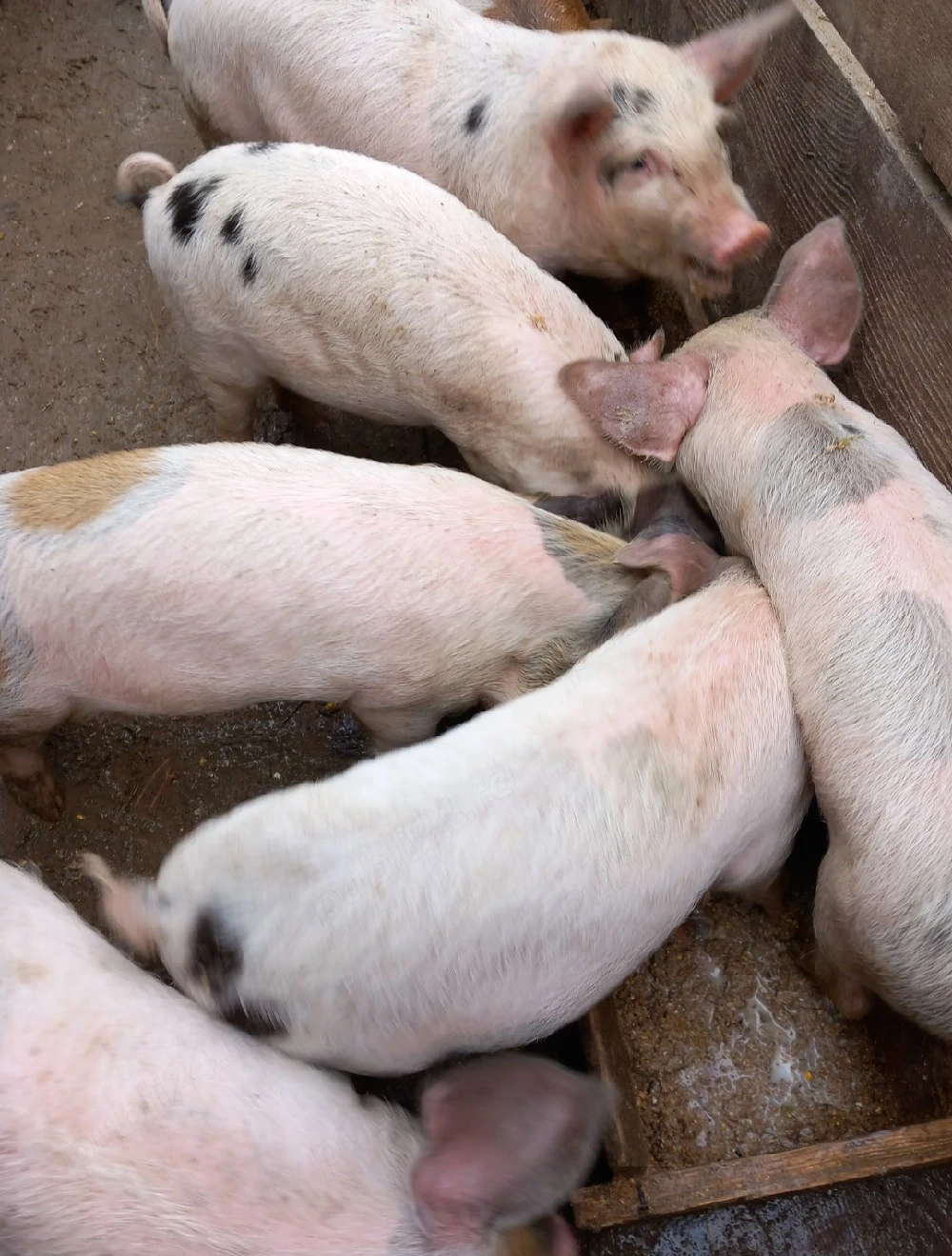 Vand purcei 7 saptamani 