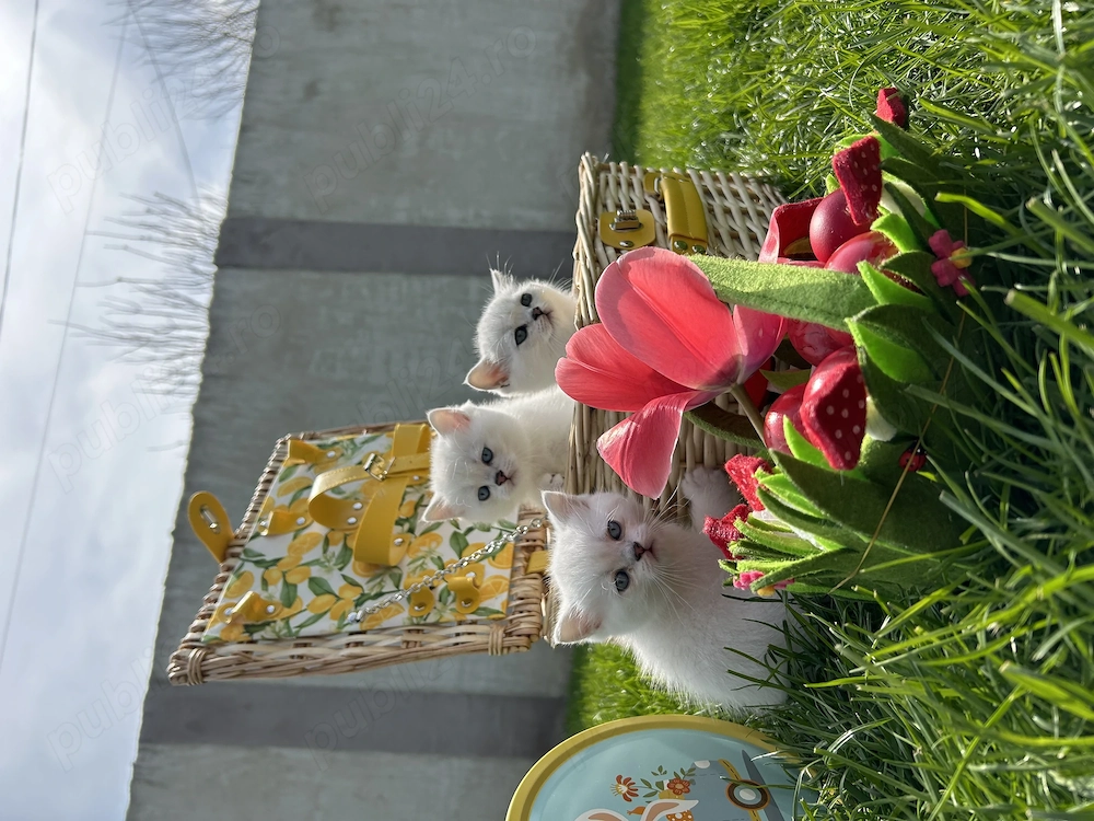 Pisici british shorthair silver 