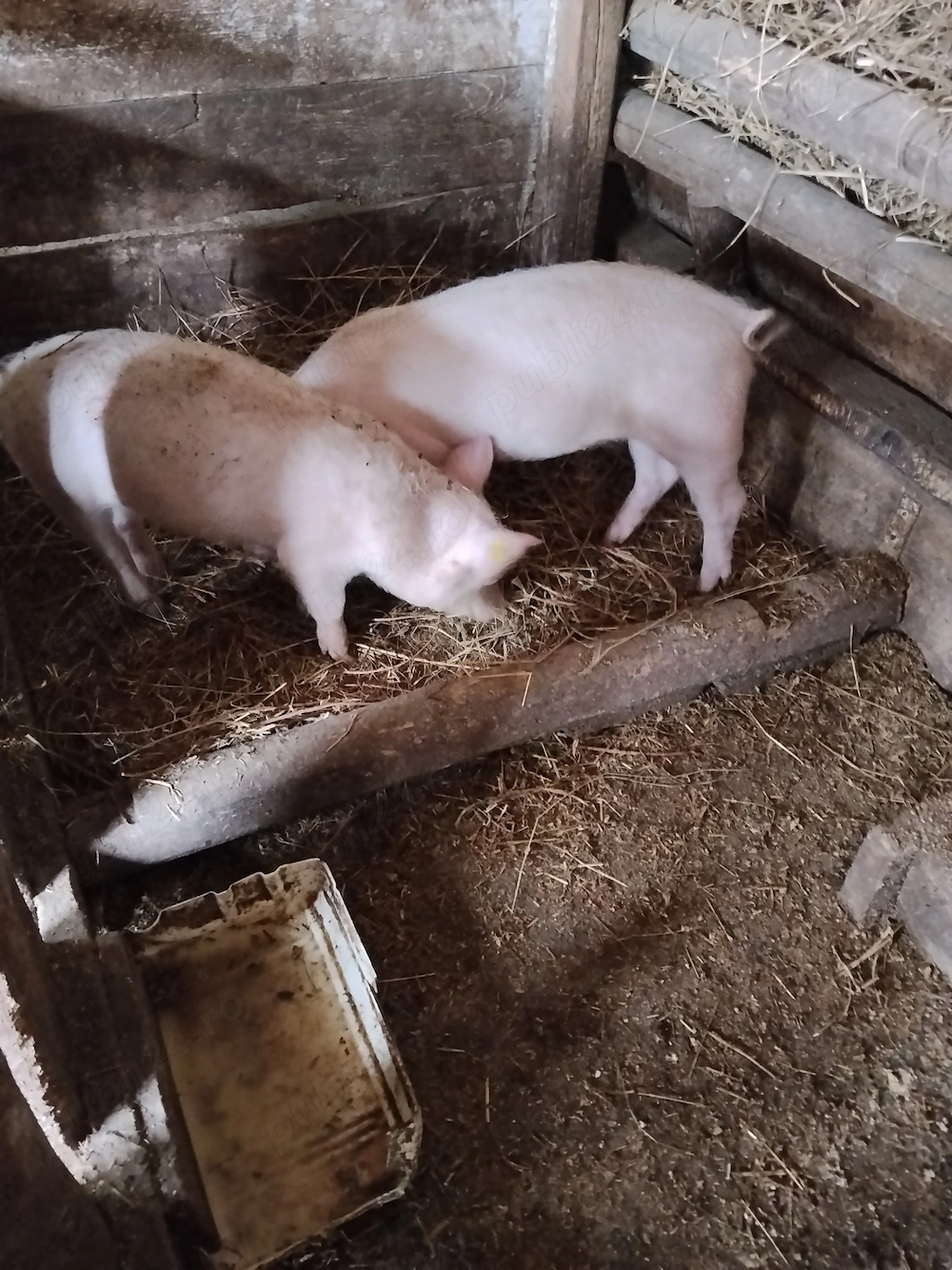 Vanzare 2 soldani pietrian