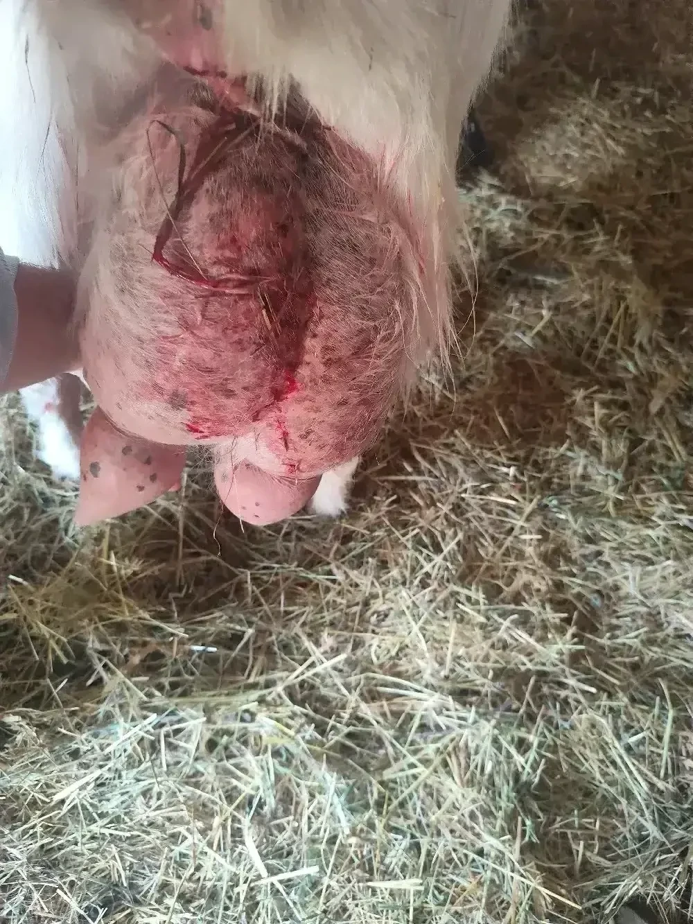 vand capra de 5l de lapte la zi cu iezi